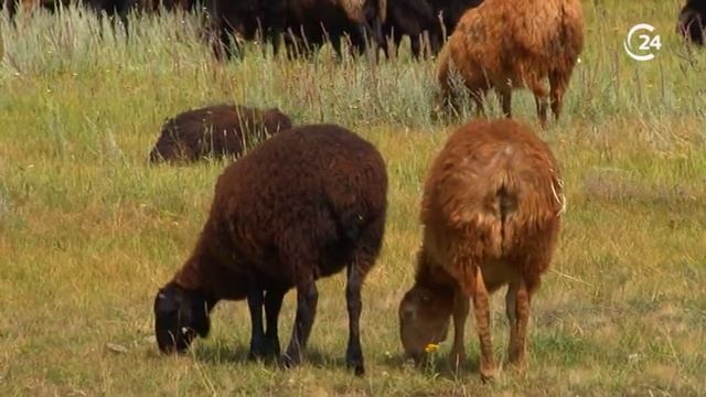 Аграрии Пугачевского района рассказали губернатору о своих достижениях
