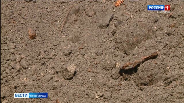Останки немецких солдат эксгумируют в Центральном парке Белгорода смотреть онлайн