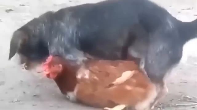 Funny dog mating - Dog mating with cat, pig, duck, monkey, goat | Dog mating with other animals смотреть онлайн