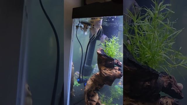 Beautiful Fishes and Aquatic Plants in Fish Tank смотреть онлайн