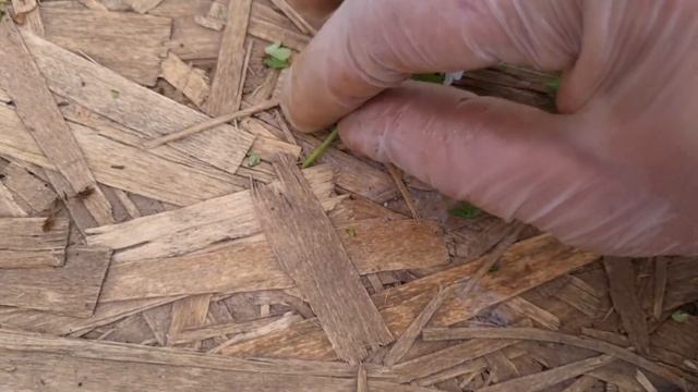 Прекрасный цветок Бакопа. Миксы с Бакопой. Размножение.