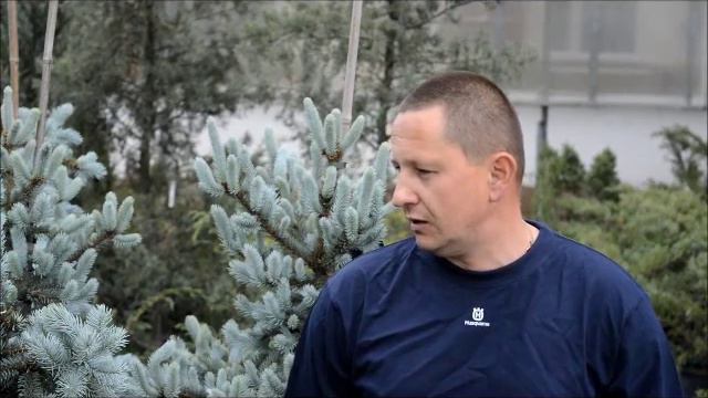 Клиент: садовый центр "Далас". Хвойные растения выбор и советы смотреть онлайн