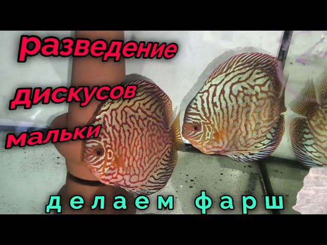 Делаем фарш и разводим дискусов смотреть онлайн