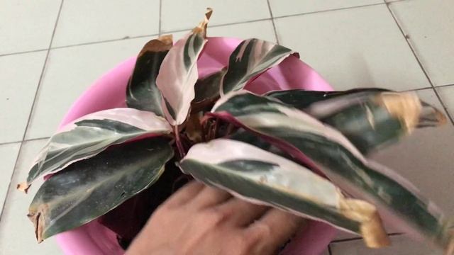 Maranta Tricolour plant |Best shade loving plant Maranta |Beautiful indoor plant смотреть онлайн