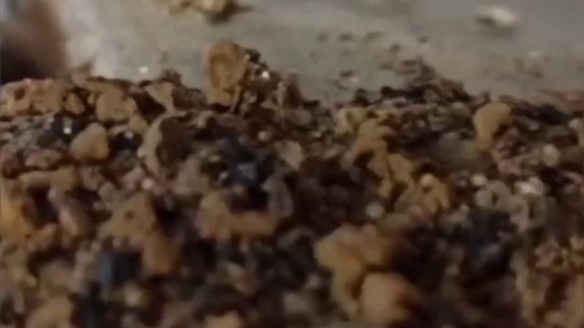 Создание райского места для муравьев. Муравьиная ферма. #lasiusniger #муравьинаяферма смотреть онлайн