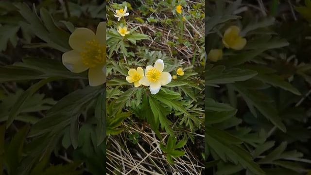 Время первоцветов. Самые ранние цветы. Ветреница цветок. Очень красивые цветы в лесу. #shorts смотреть онлайн