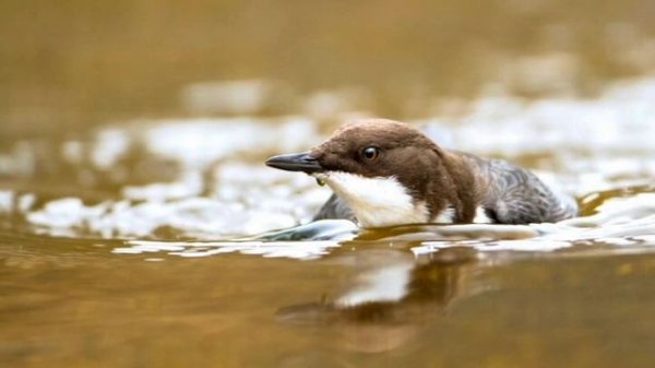 «Оляпка» - описание и особенности в природе.