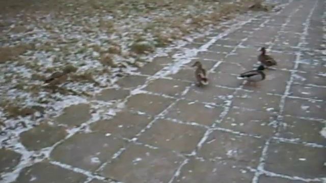 Дикие утки зимой смотреть онлайн