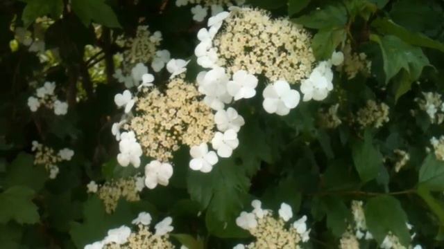 Был бы сад. А соловьи - прилетят. Калина обыкновенная смотреть онлайн