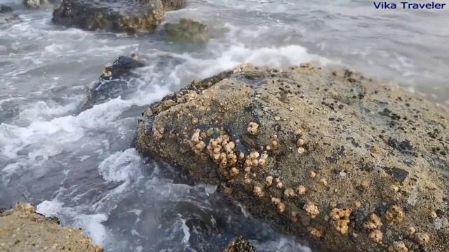 Разнообразие фауны в Фуджейре/Variety Of Fauna In Fujairah