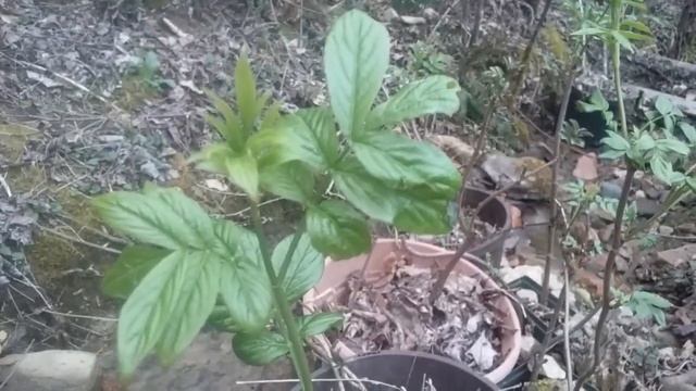 Propagating Elder: Sambucus Nigra смотреть онлайн