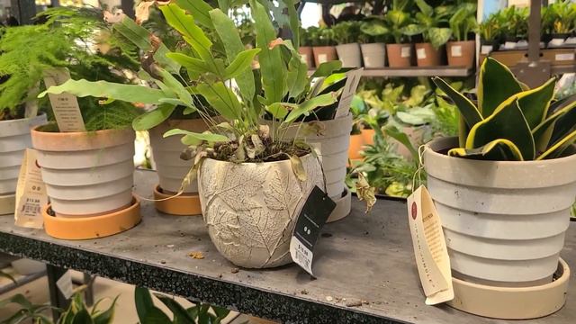🌿🛒Immediately bought TWO Plants at This LOWES! 3rd one on Clearance! Big Box Plant Shopping 2023 смотреть онлайн