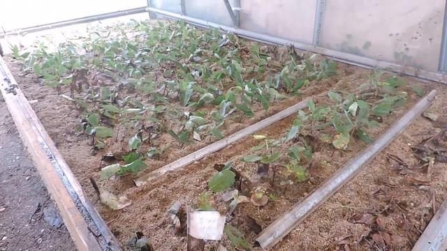 Зеленое черенкование жимолости (результат) смотреть онлайн