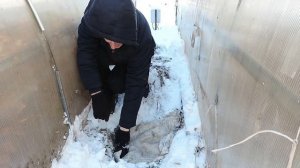 Заготовка черенков для прививки (продолжение). Хранение в холодильнике.