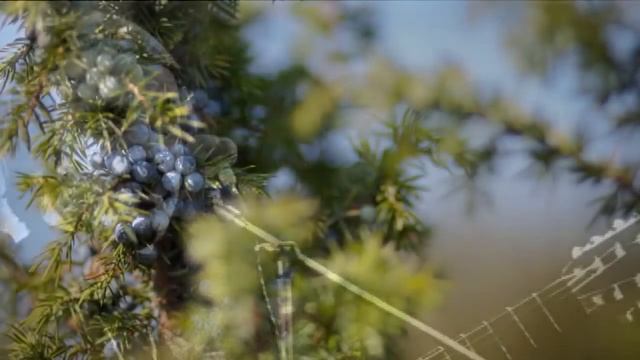 Моё стихотворение Можжевеловый куст. Песня на стихи Николая Заболоцкого Можжевеловый куст.