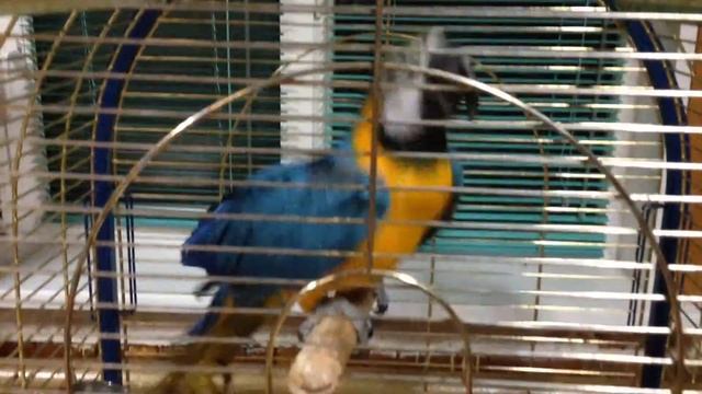 Умный попугай!