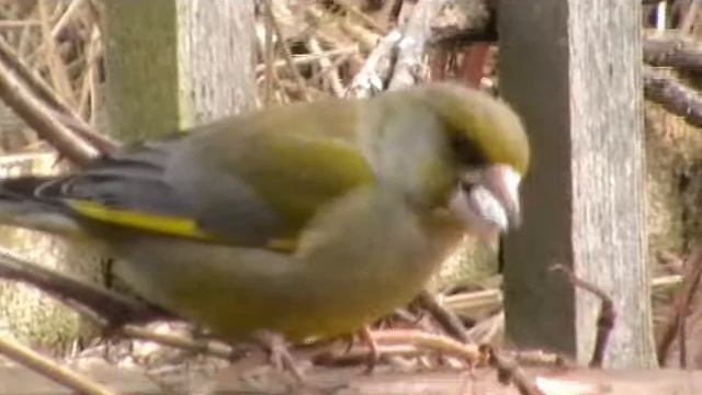 Panasonic SDR-S50 test смотреть онлайн