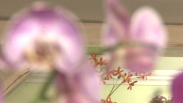 Мікс: Догляд за орхідеєю смотреть онлайн