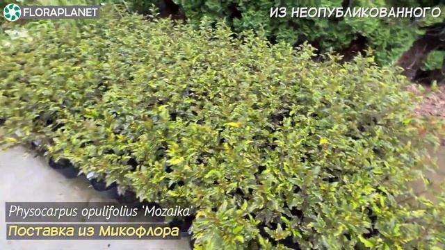 Наши прошлогодние поставки| Хвойные, лиственные и розы| Вольский, Калюжинский, Маевский, Микофлор смотреть онлайн