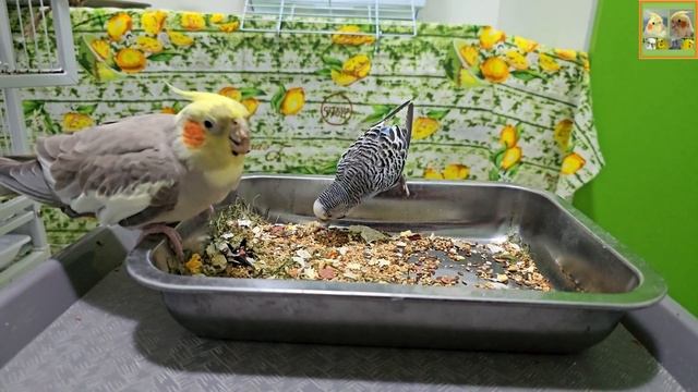 Funny Parrotszotti 411. Life of Cockatiels and budgies. Жизнь корелл и волнистых попугаев смотреть онлайн