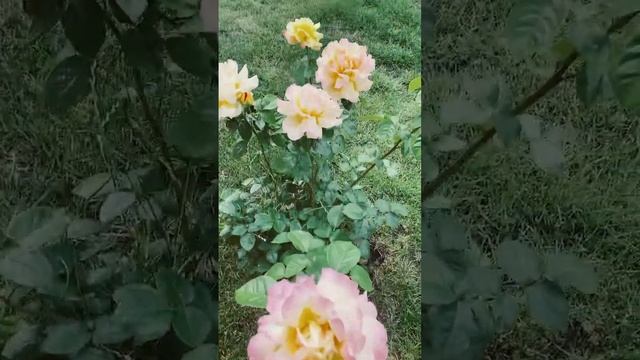 Чайно-гибридная роза Глория Дэй(Gloria Dei)Meilland #садовод #rose #цветениероз #моирозы смотреть онлайн