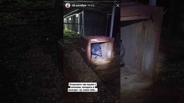 Лисы из Новолисья. Архив сториз 20.10.23 смотреть онлайн