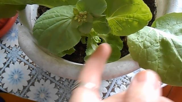 Пекинская капуста из кочерыжки в январе. смотреть онлайн