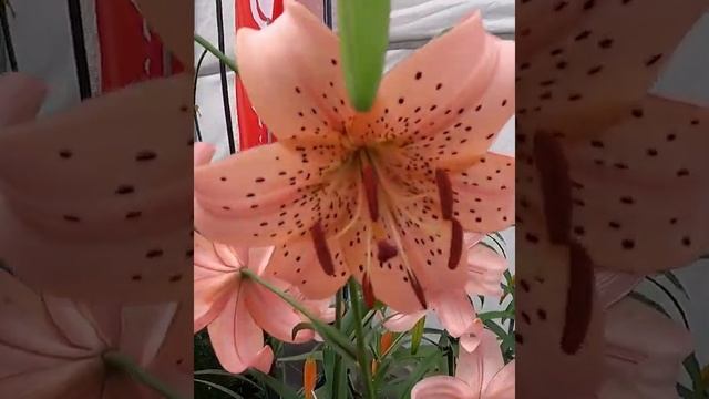 Lilia Tygrysia ? Lilium Tigrinum 'Pink Giant' ? Zobacz Jak Wygląda ? - CEBULE Które KWITNĄ -
