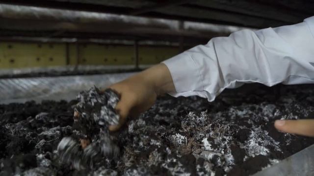 Как новичку начать выращивать шампиньоны с нуля. Пошаговый план с видеообзором фермы смотреть онлайн