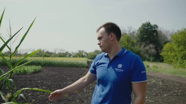 Кукуруза от сева до уборки. Что стало с урожаем после обработки Кордус Плюс от Corteva? смотреть онлайн