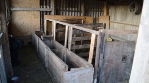 Бычки Холмогоры  возраст 10 месяцев. Выводим со стойла в летний баз.