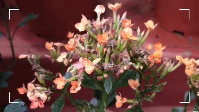 Ooty - flowers смотреть онлайн