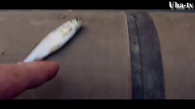 Ловля рыбы руками. Uha-tv смотреть онлайн