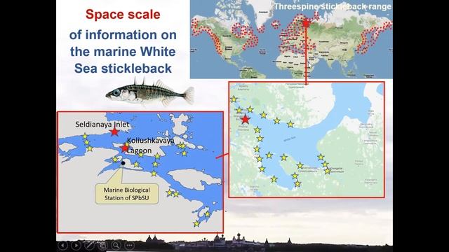 Stickleback Day-2021 - Project "Threespine stickleback as a key species of the White Sea ecosystem" смотреть онлайн