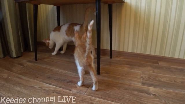 Кексик и Рыжик подружились смотреть онлайн