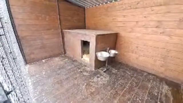 Пёс Граф и его верная подруга смотреть онлайн