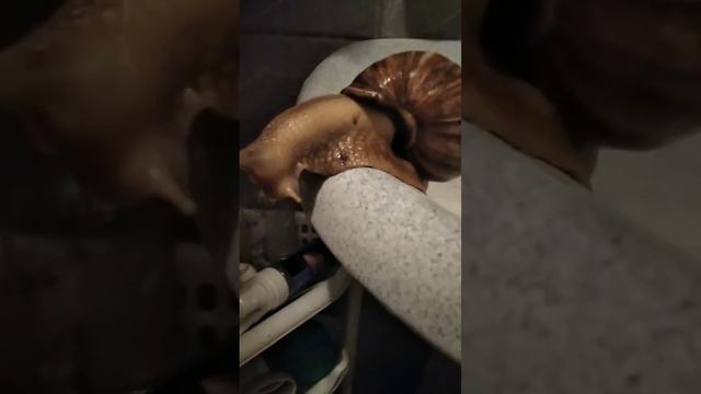 Мою улитку#улитки#улиткишоу#улитка смотреть онлайн