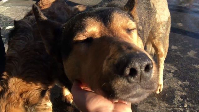 ЧТО ПРОИСХОДИТ В ПРИЮТАХ?! ПОМОЩЬ НУЖДАЮЩИМСЯ смотреть онлайн