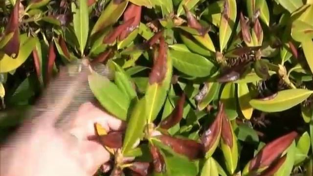 Sunbathing Rhodie смотреть онлайн