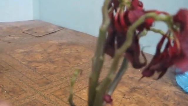 Пуансеттия (Рождественская Звезда) после цветения - выбросить или оставить? смотреть онлайн