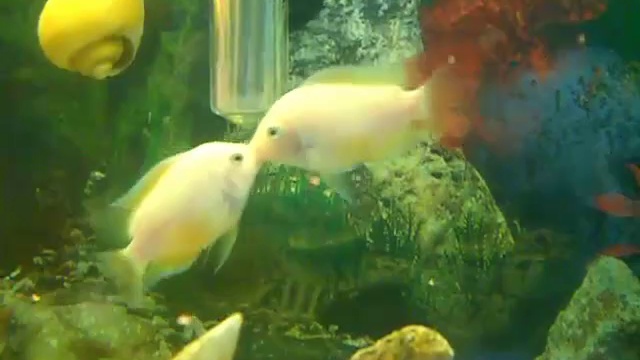 Любовный поцелуй или дружеский... .