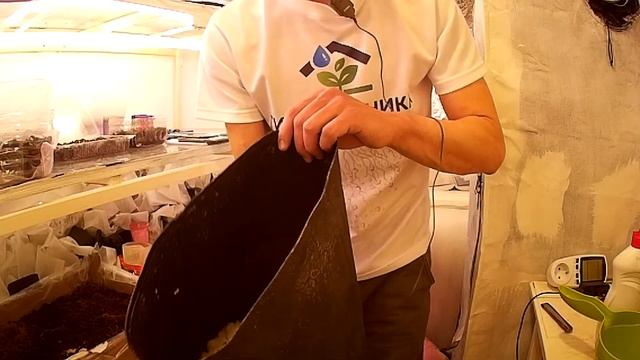 Рассада в пластиковые стаканчики, замена перлита пенопластом, пикировка петунии смотреть онлайн