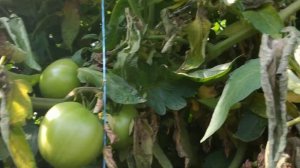 томат кибо ф1 на продленный оборот