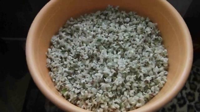 Мед из Цветков АКАЦИИ 2021 год смотреть онлайн