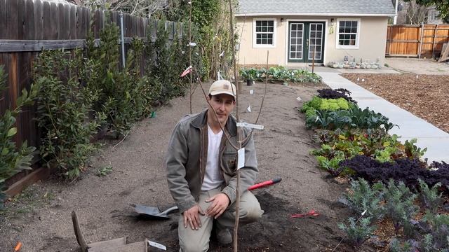 How to Plant, Prune, and Irrigate Fruit Trees EVERYTHING YOU NEED TO KNOW смотреть онлайн