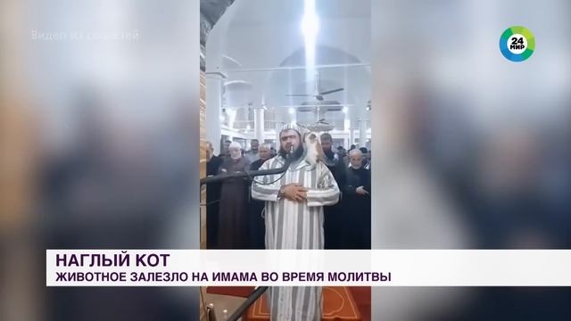 Кот запрыгнул на имама во время совершения намаза в Алжире смотреть онлайн