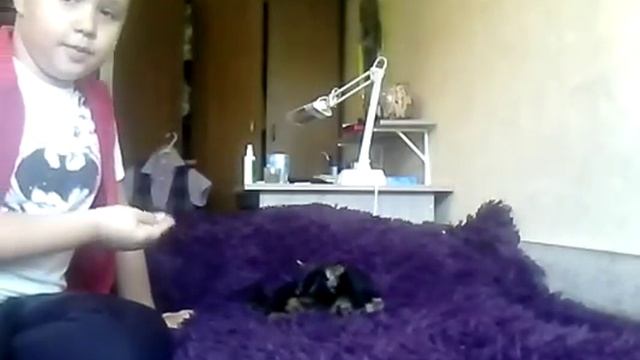 Дрессируем собаку Йорка смотреть онлайн
