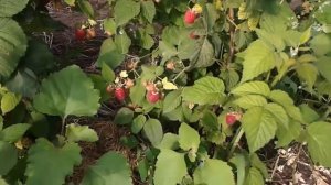 Крупноплодная малина Патриция