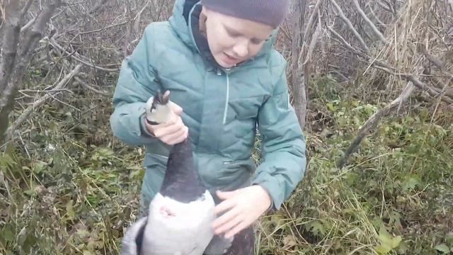 Online - охота на гусей НАО , 9 октября смотреть онлайн