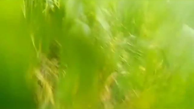 Путешествие по зелёному дворцу. |Симулятор мыши. Отдых на даче. смотреть онлайн